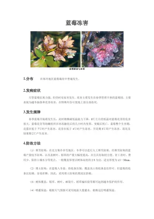 蓝莓冻害