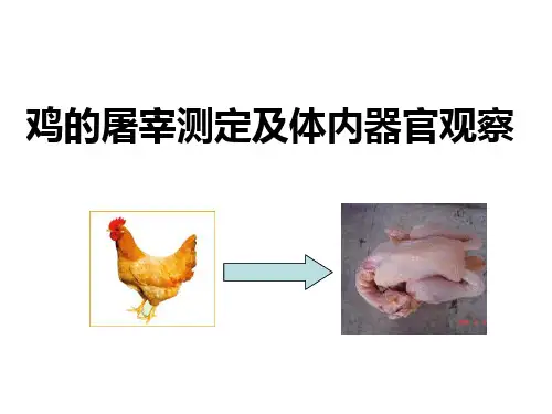 家禽的屠宰和屠宰率的测定方法68180
