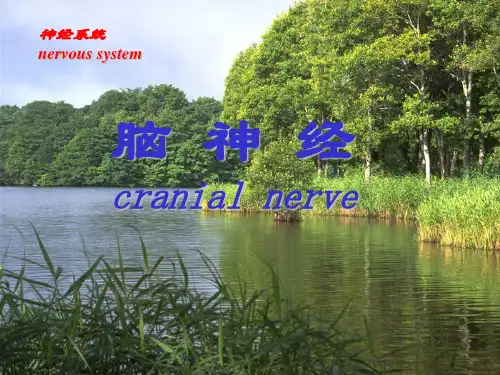 人体系统解剖学：脑神经-PPT课件