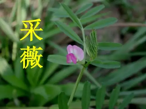 采薇 课件 讲课实用