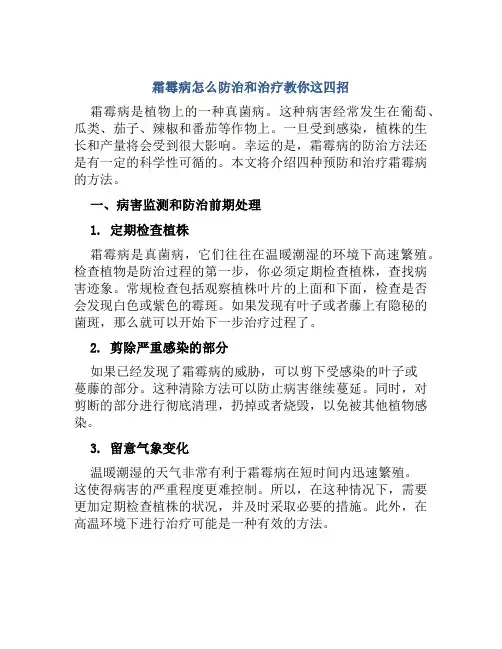 霜霉病怎么防治和治疗教你这四招