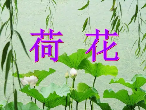 《荷花》精美图片