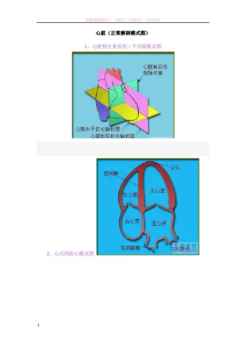 心脏(正常解剖模式图及超声声像图)