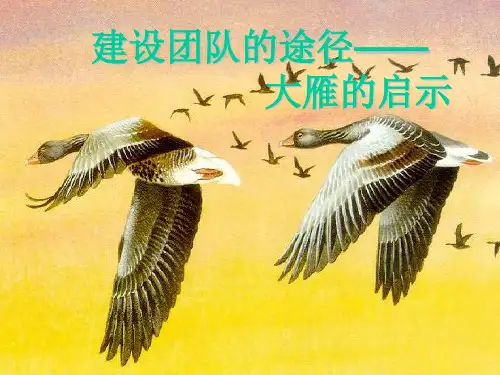 建设团队的途径-大雁的启示