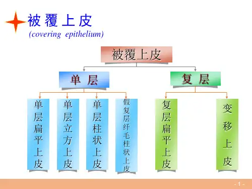 基本组织—上皮组织(组织胚胎学课件)