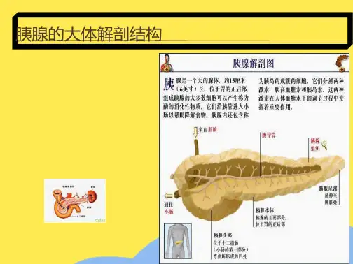胰腺的组织解剖(“细胞”相关文档)共10张