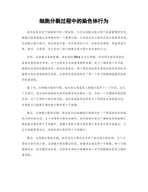 细胞分裂过程中的染色体行为