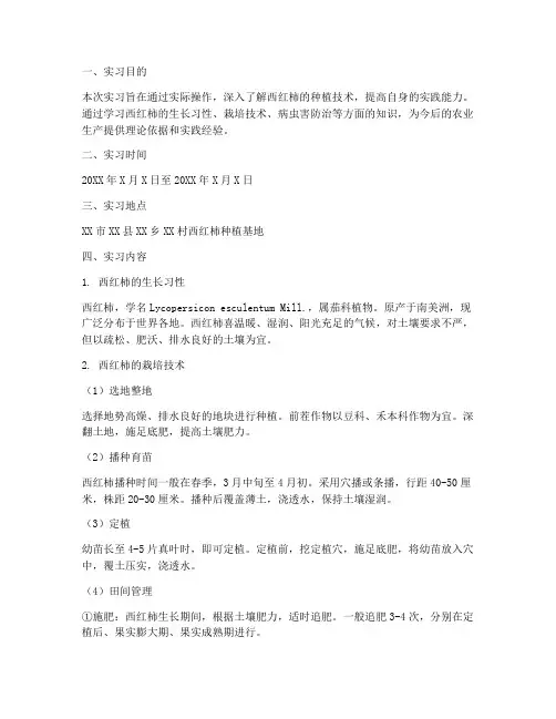 西红柿种植的实习报告