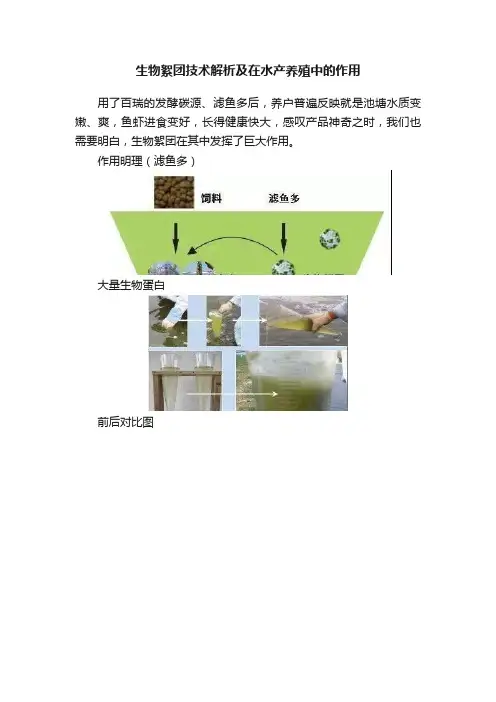 生物絮团技术解析及在水产养殖中的作用