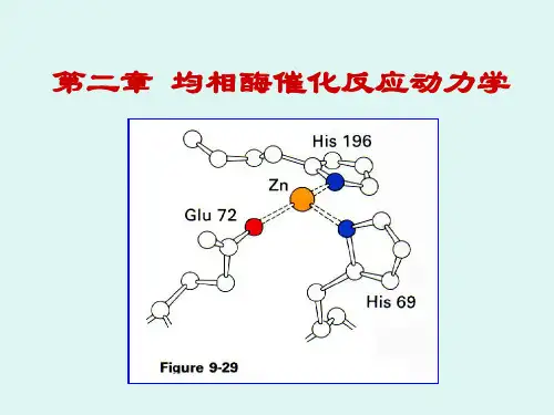 第二章均相酶催化反应动力学