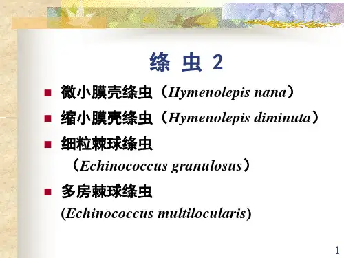 绦虫ppt课件