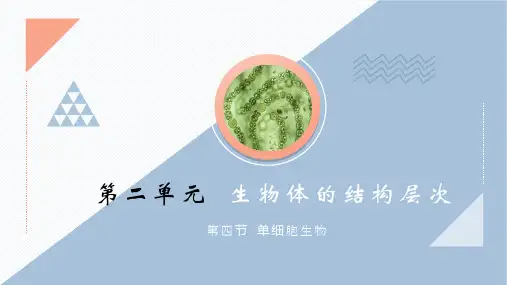 单细胞生物课件