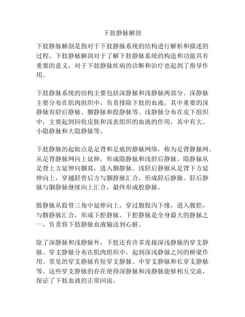 下肢静脉解剖