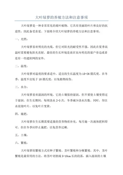 大叶绿萝的养殖方法和注意事项