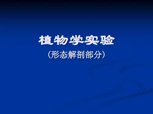 植物学实验课件