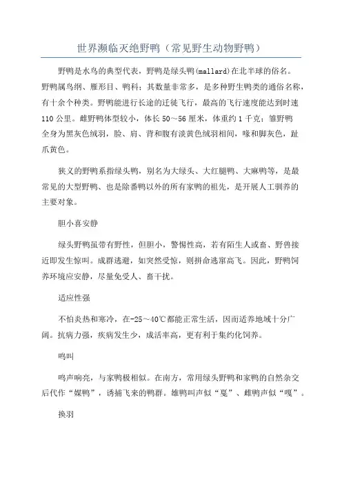 世界濒临灭绝野鸭(常见野生动物野鸭)