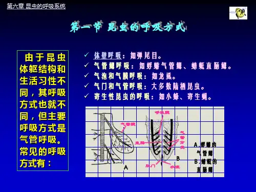 第三节昆虫的呼吸系统ppt课件
