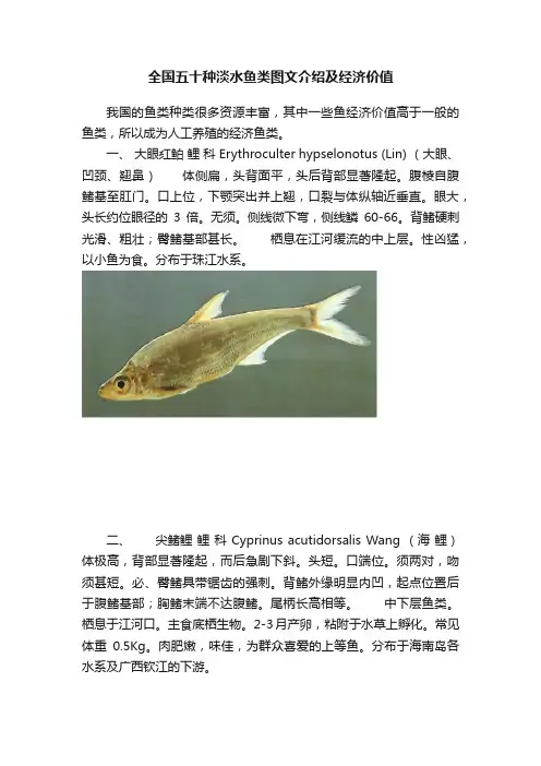 全国五十种淡水鱼类图文介绍及经济价值