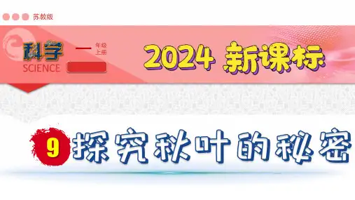 (2024新课标)苏教版科学一年级上册-9 探究秋叶的秘密PPT课件