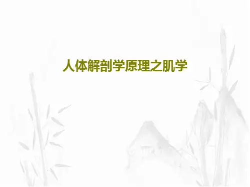 人体解剖学原理之肌学共39页文档