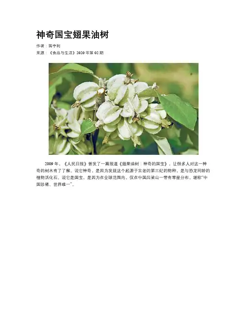 神奇国宝翅果油树