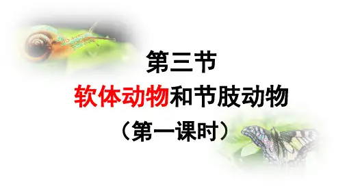 软体动物和节肢动物人教版生物八年级上册