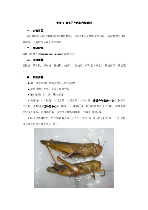 蝗虫的外形和内部解剖