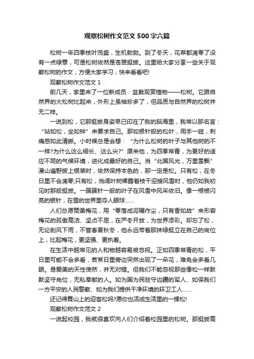 观察松树作文范文500字六篇
