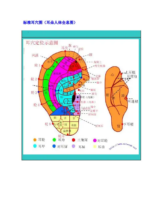 标准耳穴图