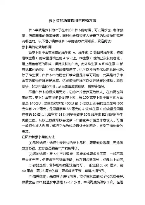 萝卜菜的功效作用与种植方法