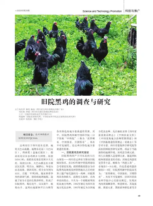 旧院黑鸡的调查与研究