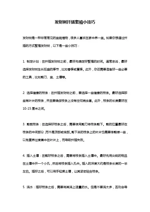 发财树扦插繁殖小技巧