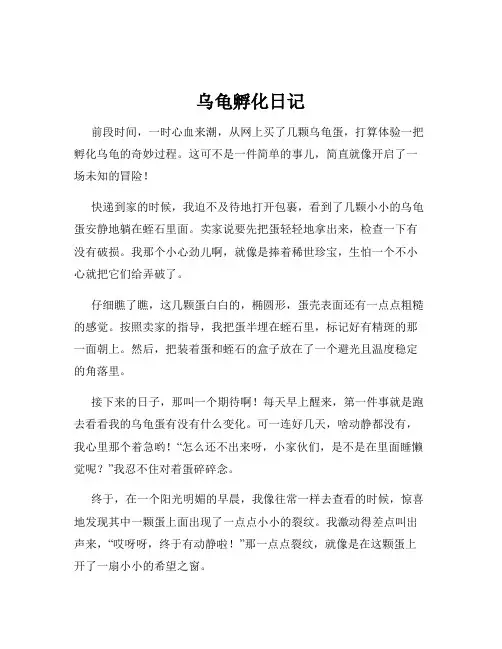 乌龟孵化日记