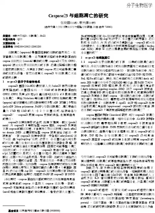 Caspase_3与细胞凋亡的研究_cropped