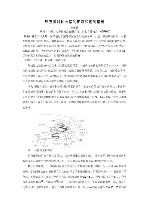 热应激对种公猪的影响和控制措施