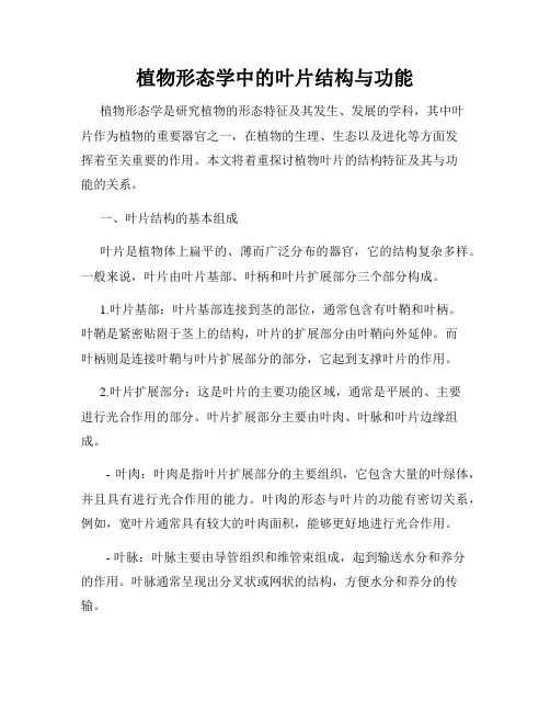 植物形态学中的叶片结构与功能