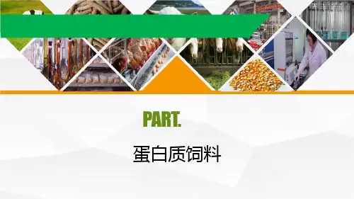 蛋白质饲料课件(共21张PPT)《畜禽营养与饲料(第三版)》(高教版)