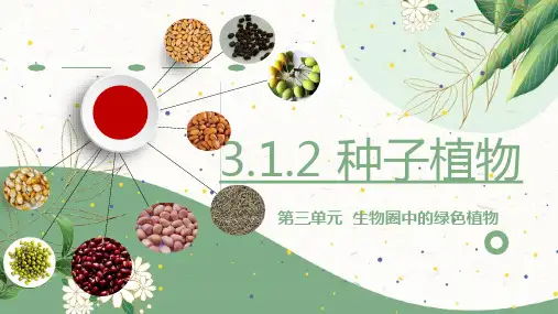 种子植物ppt课件