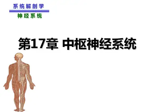 第十七章 神经系统-端脑