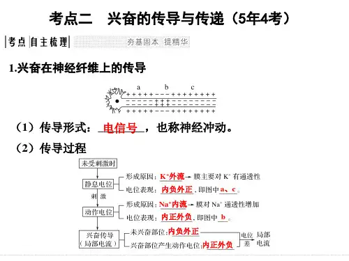 高三一轮复习-神经调节PPT课件