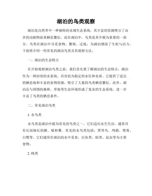 湖泊的鸟类观察