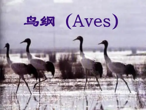 鸟纲
