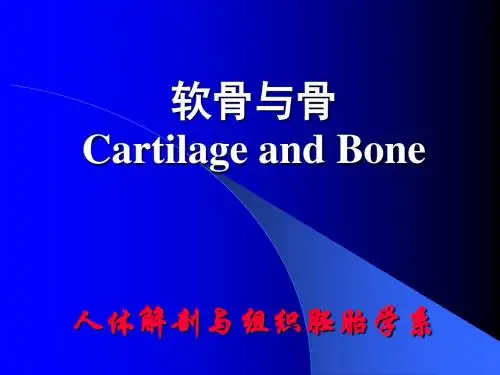 组织学与胚胎学第5章软骨