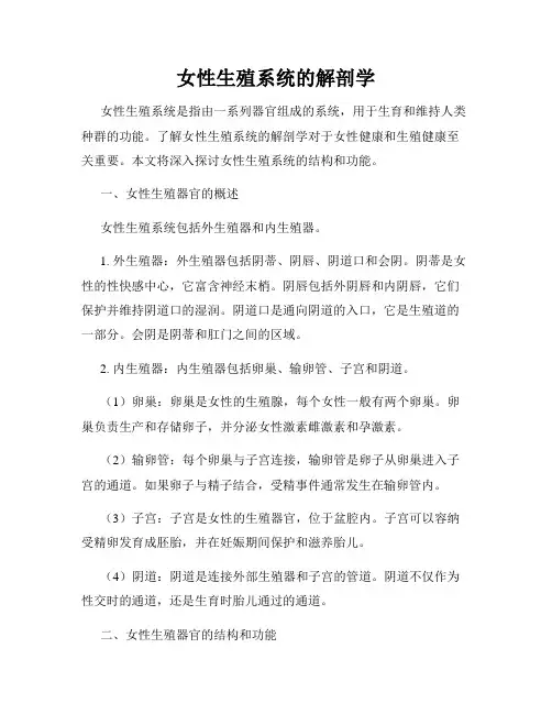女性生殖系统的解剖学