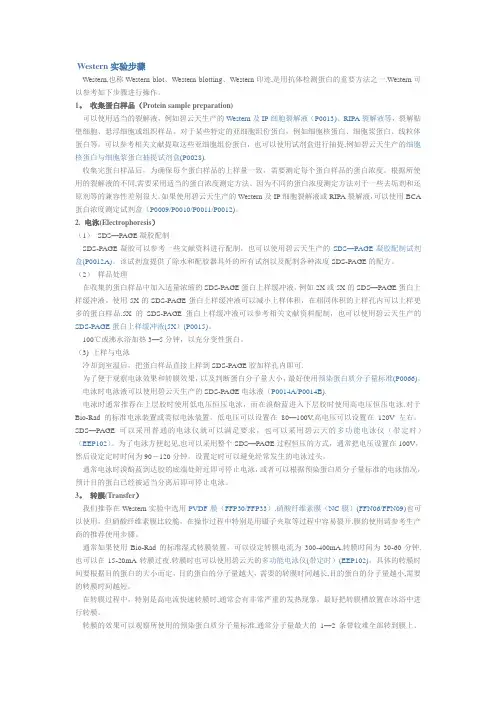 WB实验步骤详解