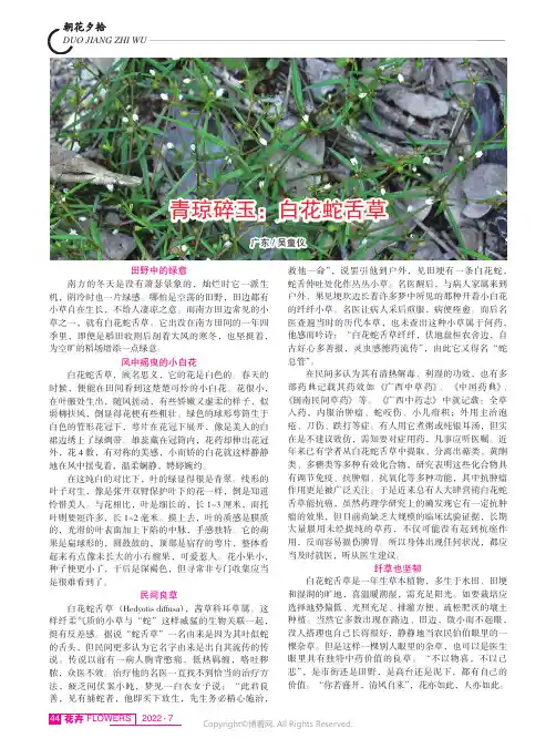 青琼碎玉：白花蛇舌草
