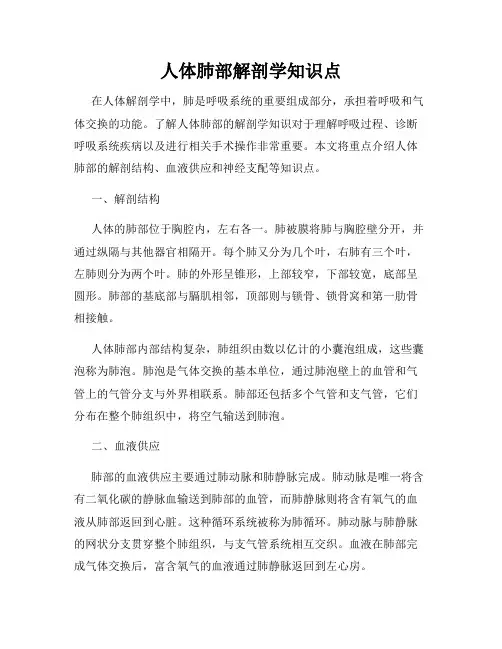 人体肺部解剖学知识点