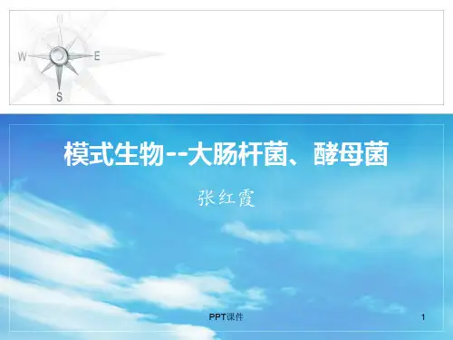 模式生物酵母菌  ppt课件