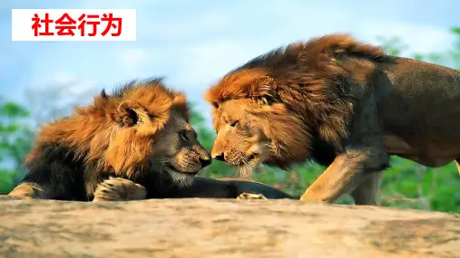 初中生物社会行为(共38张PPT)精品课件