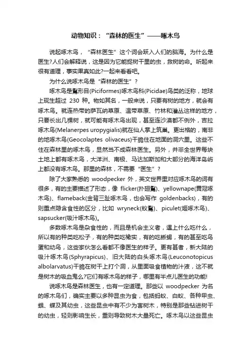动物知识：“森林的医生”——啄木鸟